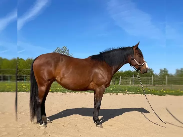 13.500 € 2020 geborene kompakte Quarter Horse Stute mit guter Reiningabsta