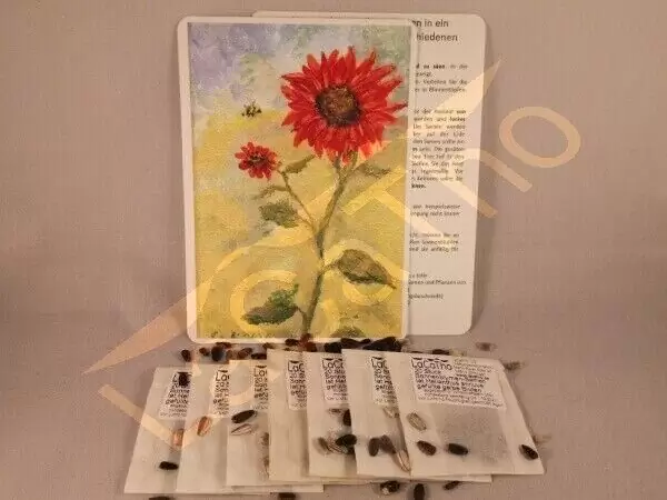Einzigartiges Sonnenblumen Set Mischung Sonnenblume Feld Mix Geschenk Geburtstag Mischung Sonnenblumen Sonnen Blume Idee Garten Gestalltung